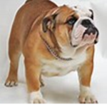 The Dogs fan group