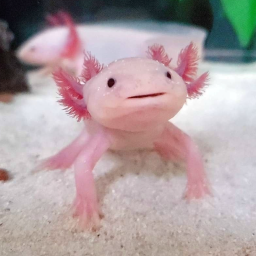 🌸