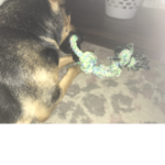 This is my favorite dog I have two