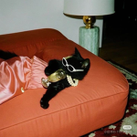 Eliage eKittens