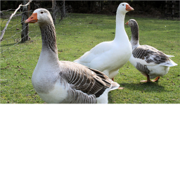 Planet Geese