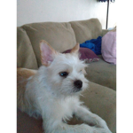My gizmo