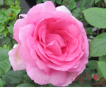 flower #####