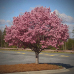Cherry Blossom Studio's