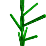 Tomato plant