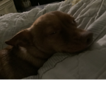 Puppy is sleeping so shhhhhh!