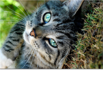 Snowclan *Warrior cats*