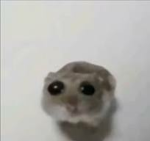 ~lion gang <3~