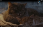 The Unofficial cat people