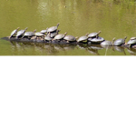 turtle group official