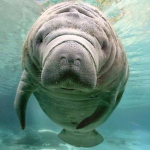 Manatee's Favorite Games