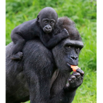 Reject humanity Return to the monke