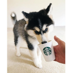 starbucks pups