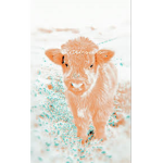 Cows_moo