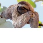 TEAM SLOTH'S AKA sloth hangout