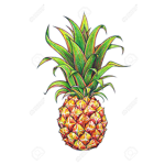 pine apple studio