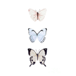 The flying butterflies in my sky