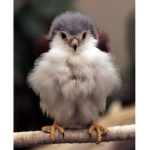 The fluffy falcons