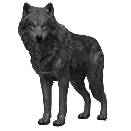 Grey Wolf