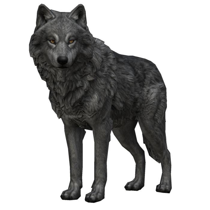 Grey Wolf
