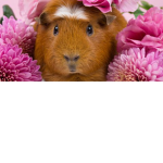 Guinea Pig Squad :3