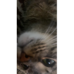 KeyerraXD