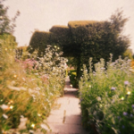 The Basic Garden