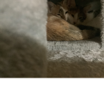 あぶのグループです