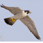 Falcon Insanity