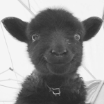 Ba ba black sheep