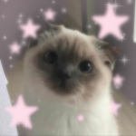Buntii