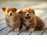 BroLikesDogs