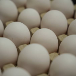 eggdose
