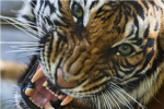 The Alligned Tiger Strike Force