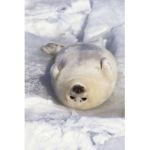 Mystical Seals