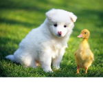 The Pet pack