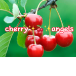 cherry angles FAM