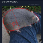 The Wacky Rats :)