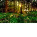 Woodland Terrene