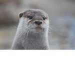 The fish is and otter