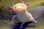Squad of the axolotls