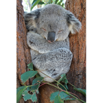 Koala type of people club