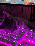 miami yk :3