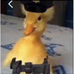 Ducks Rule Gooses Drool