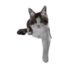 Roblox entity thumbnail