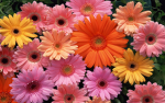 Flower tree fam