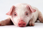 Pigs arrival