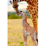 Animal forever <3