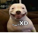 Perro ._.XD