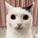 QT club :³